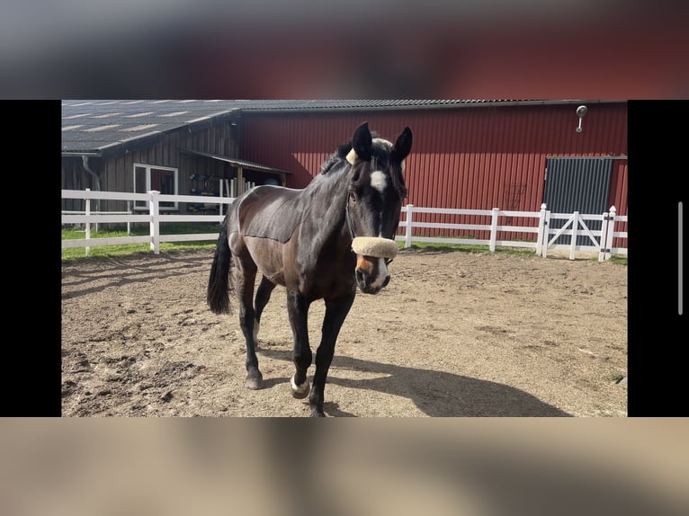 Holstein Gelding 20 years 17,1 hh Bay-Dark in Fockbek