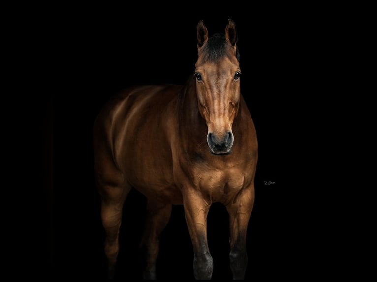 Holstein Gelding 21 years 16.3 hh Bay-Dark in Rendsburg