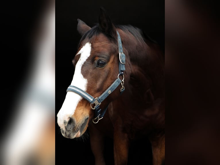 Holstein Gelding 21 years 16 hh Brown in Heidelberg