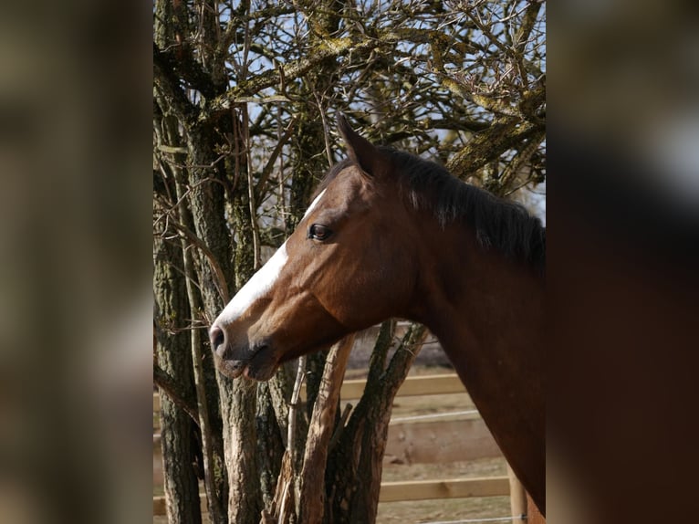 Holstein Gelding 21 years 16 hh Brown in Heidelberg