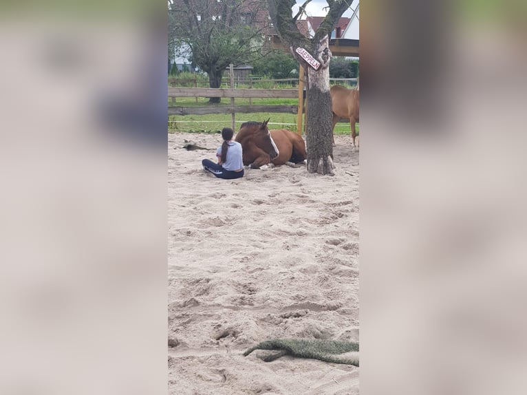 Holstein Gelding 21 years 16 hh Brown in Heidelberg