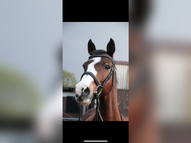 Holstein Gelding 21 years 16 hh Brown in Heidelberg