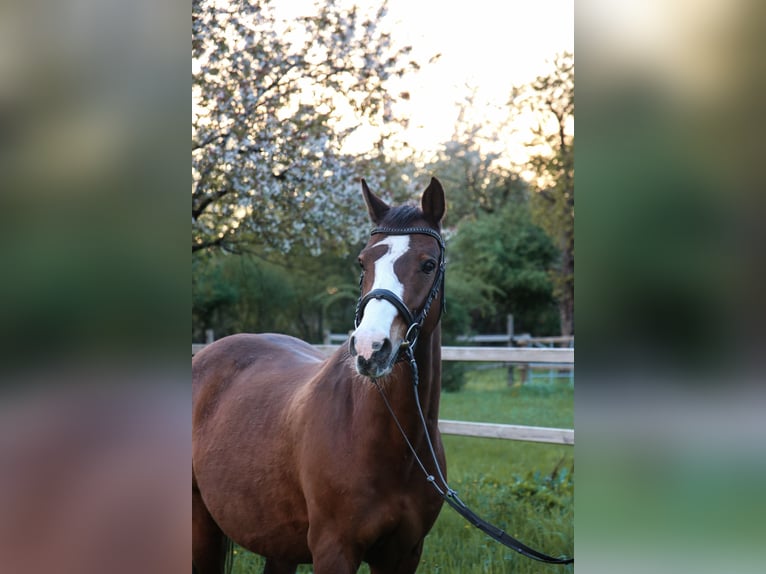 Holstein Gelding 21 years 16 hh Brown in Heidelberg