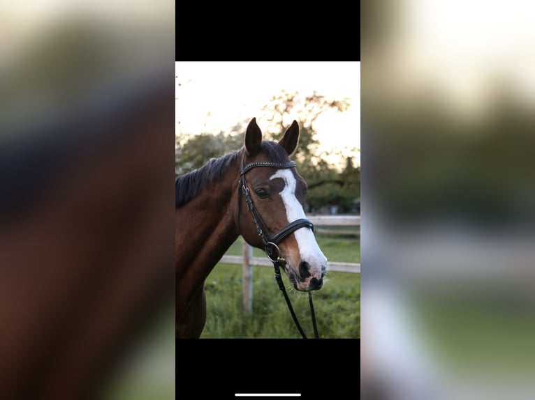 Holstein Gelding 21 years 16 hh Brown in Heidelberg