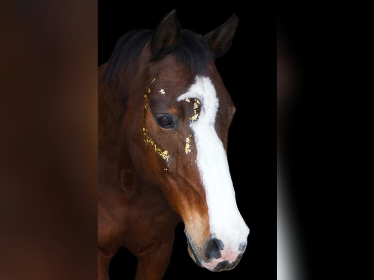 Holstein Gelding 21 years 16 hh Brown in Heidelberg