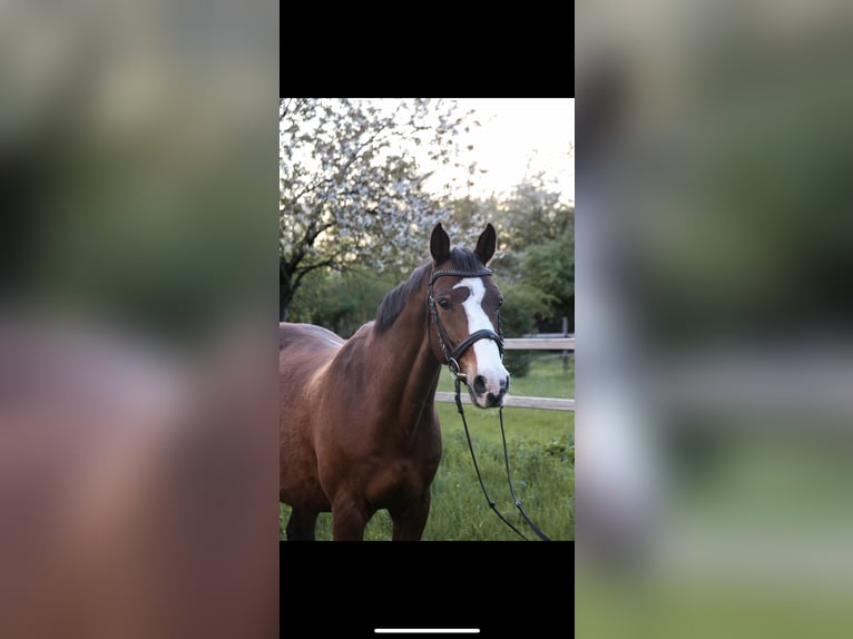 Holstein Gelding 21 years 16 hh Brown in Heidelberg
