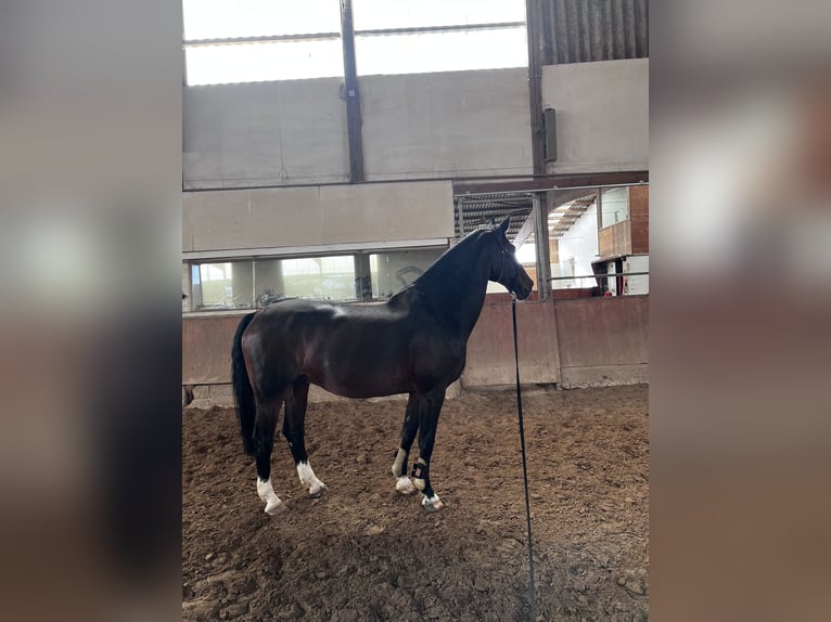 Holstein Gelding 21 years 17,2 hh Bay-Dark in Bruchköbel