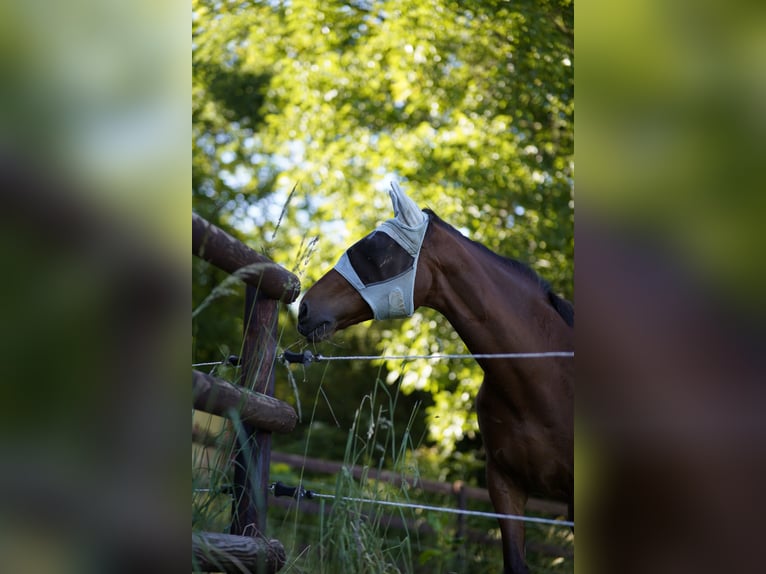 Holstein Gelding 21 years 17 hh Brown in Ingelheim am Rhein