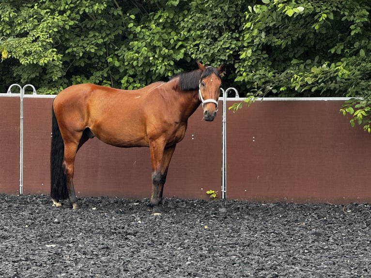 Holstein Gelding 21 years 17 hh Brown in Ingelheim am Rhein