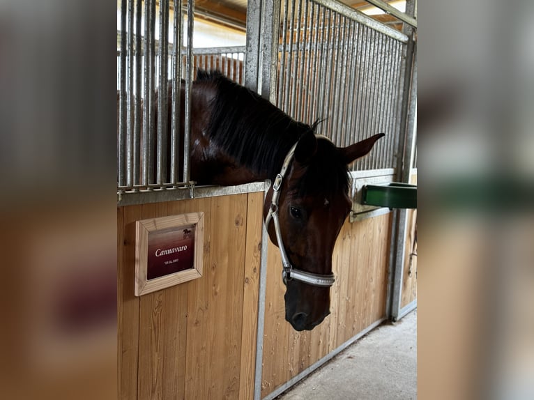 Holstein Gelding 21 years 17 hh Brown in Ingelheim am Rhein