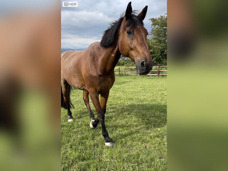 Holstein Gelding 21 years 17 hh Brown in Ingelheim am Rhein