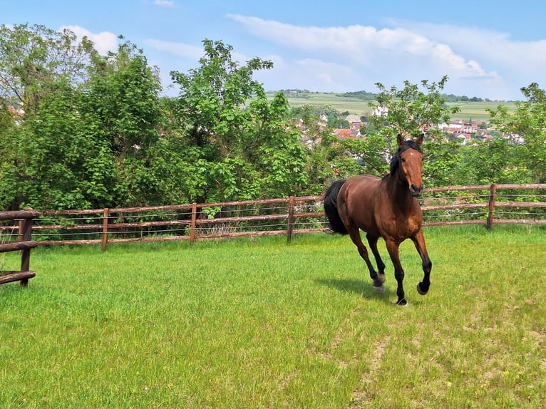 Holstein Gelding 21 years 17 hh Brown in Ingelheim am Rhein