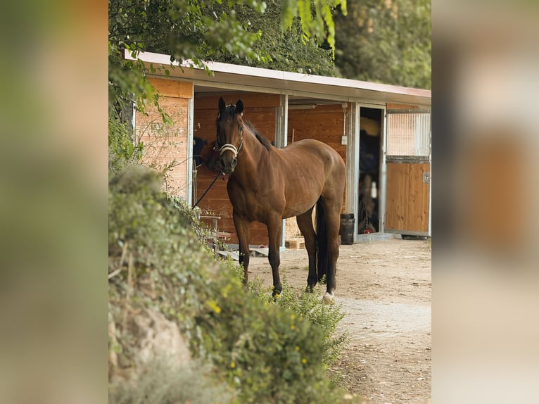 Holstein Gelding 21 years 17 hh Brown in Ingelheim am Rhein