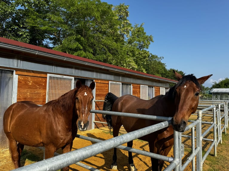 Holstein Gelding 21 years 17 hh Brown in Ingelheim am Rhein