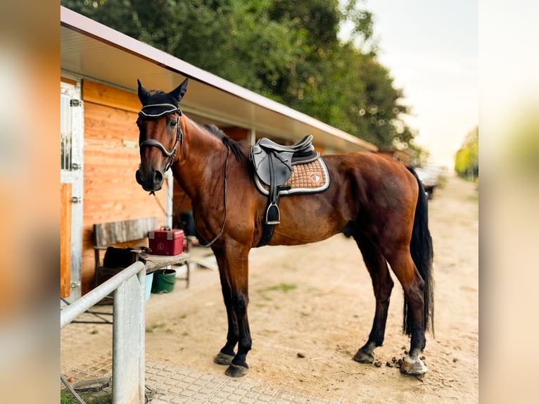 Holstein Gelding 21 years 17 hh Brown in Ingelheim am Rhein