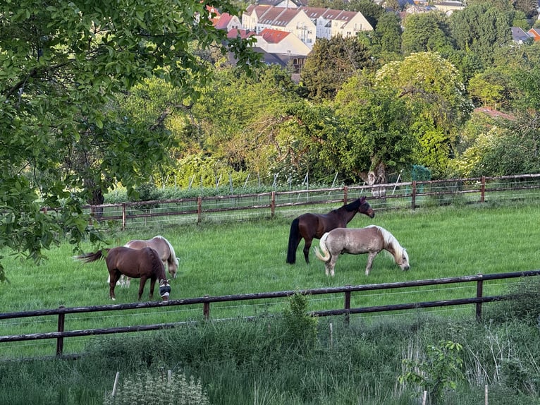 Holstein Gelding 21 years 17 hh Brown in Ingelheim am Rhein