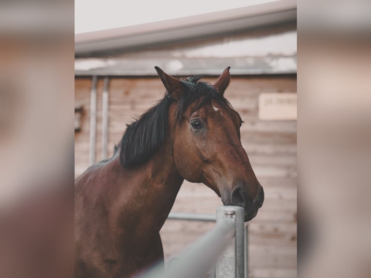 Holstein Gelding 21 years 17 hh Brown in Ingelheim am Rhein