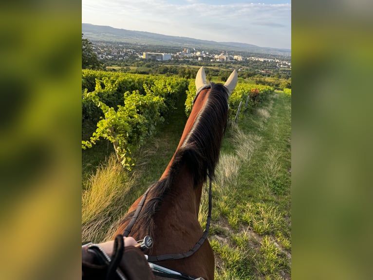 Holstein Gelding 21 years 17 hh Brown in Ingelheim am Rhein