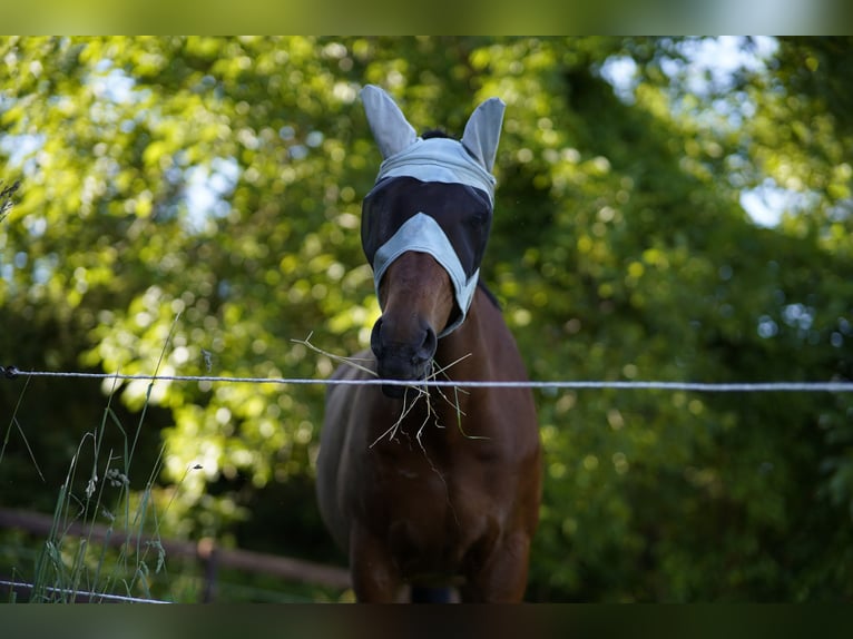 Holstein Gelding 21 years 17 hh Brown in Ingelheim am Rhein