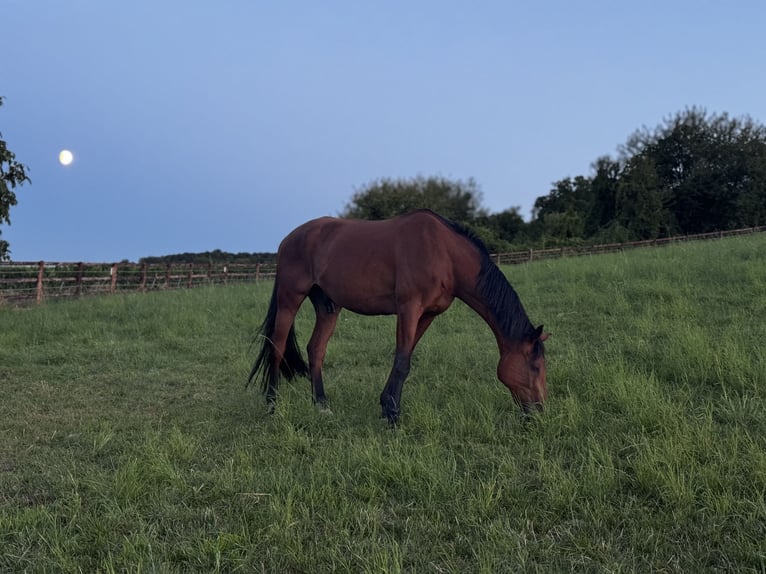 Holstein Gelding 21 years 17 hh Brown in Ingelheim am Rhein