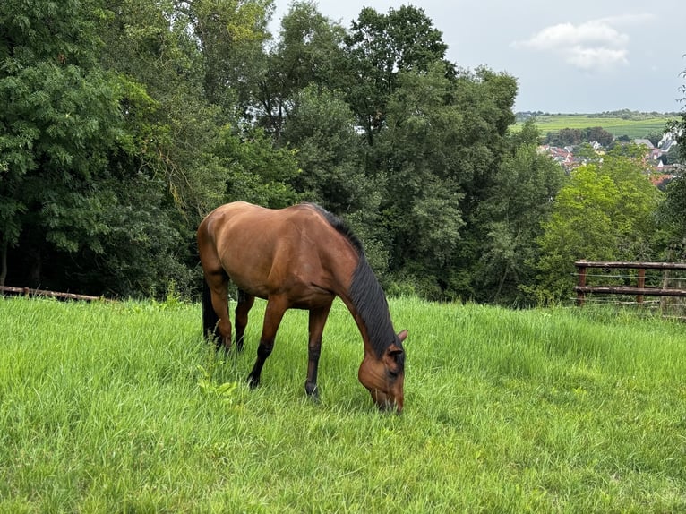 Holstein Gelding 21 years 17 hh Brown in Ingelheim am Rhein