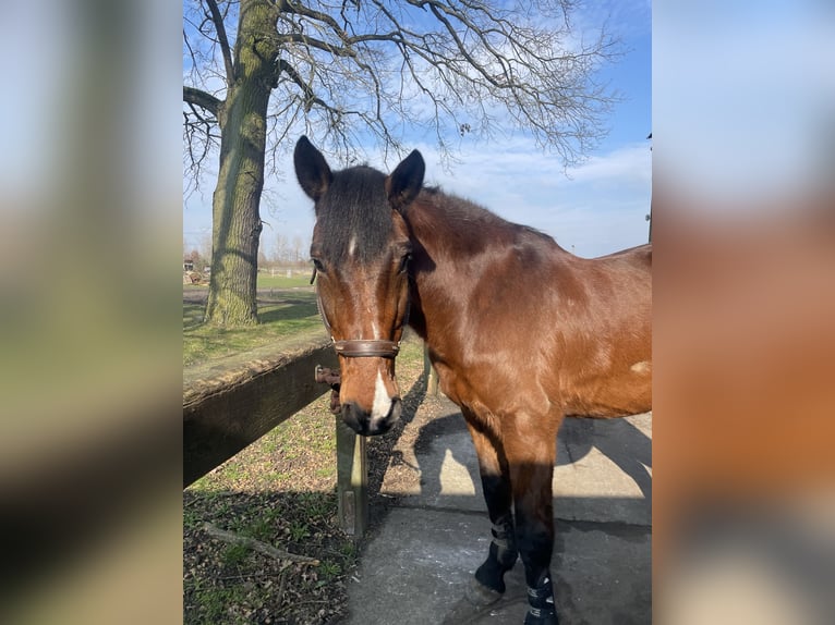 Holstein Gelding 21 years 17 hh Brown in Liebenwalde