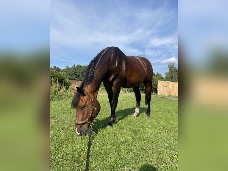 Holstein Gelding 21 years 17 hh Brown in Liebenwalde