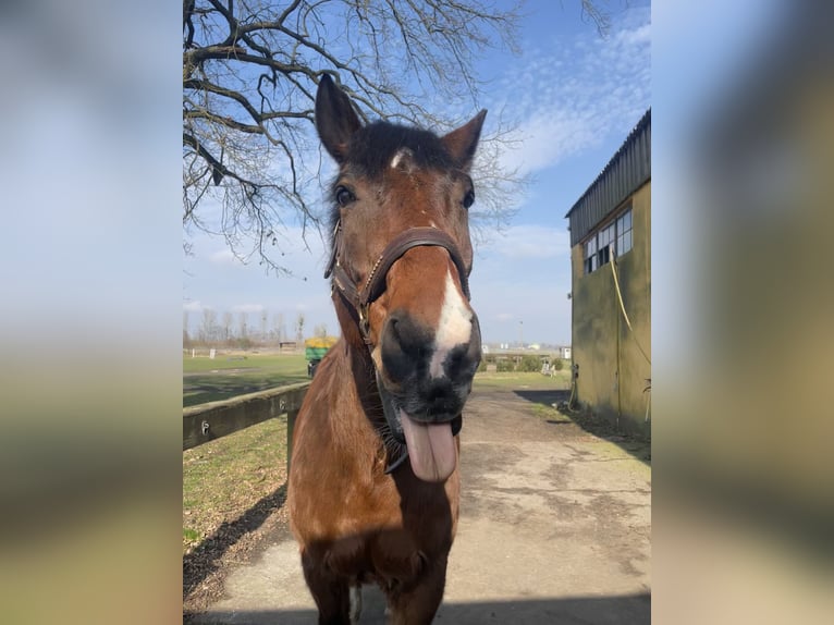 Holstein Gelding 21 years 17 hh Brown in Liebenwalde