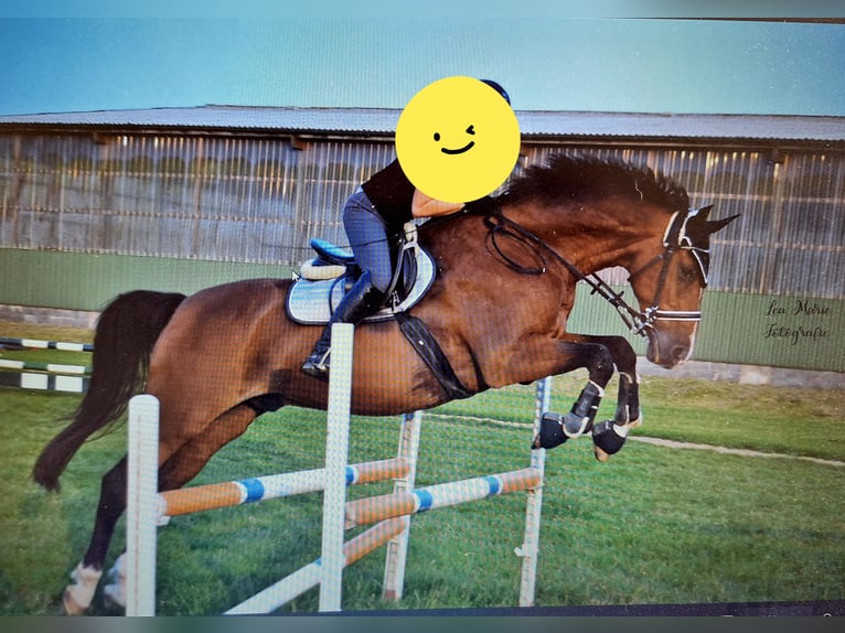Holstein Gelding 22 years 16,3 hh Brown in Osdorf