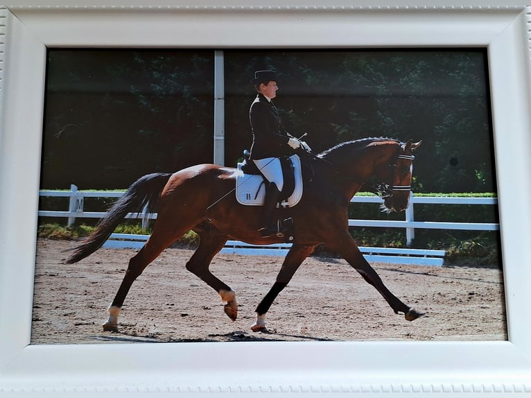 Holstein Gelding 22 years 16,3 hh Brown in Osdorf