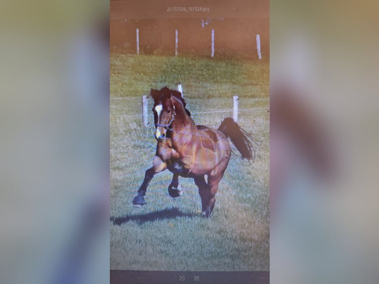 Holstein Gelding 22 years 16,3 hh Brown in Osdorf