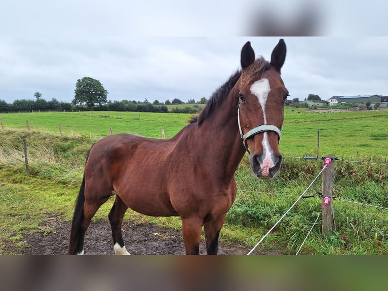 Holstein Gelding 22 years 16,3 hh Brown in Osdorf