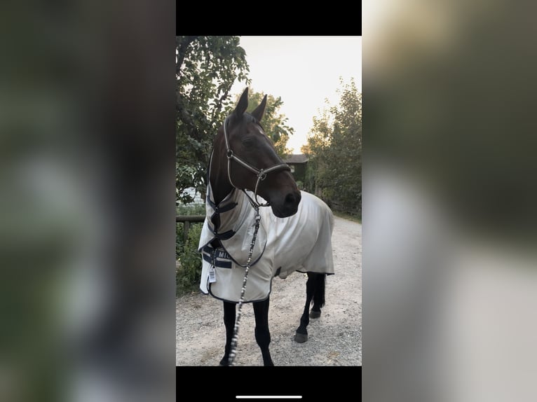 Holstein Gelding 22 years 17 hh Bay-Dark in Altenholz