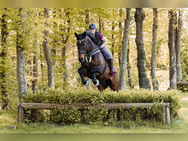 Holstein Gelding 22 years 17 hh Bay-Dark in Altenholz