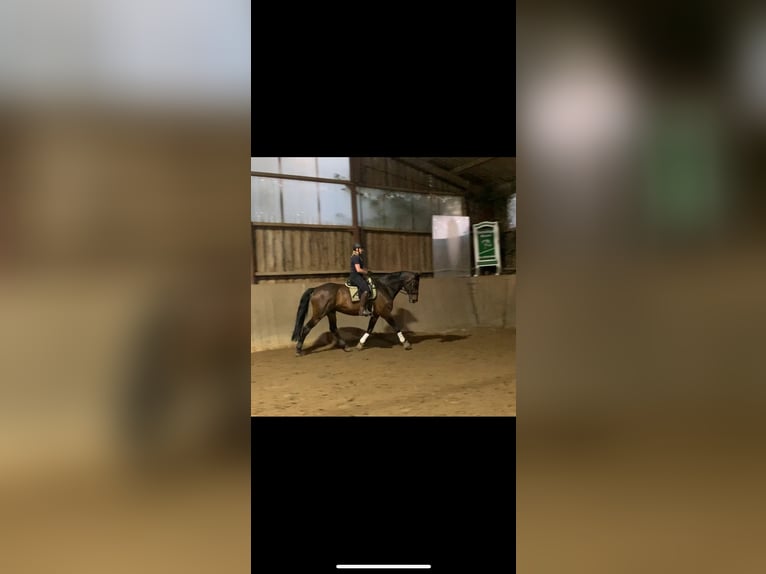 Holstein Gelding 22 years 17 hh Bay-Dark in Altenholz
