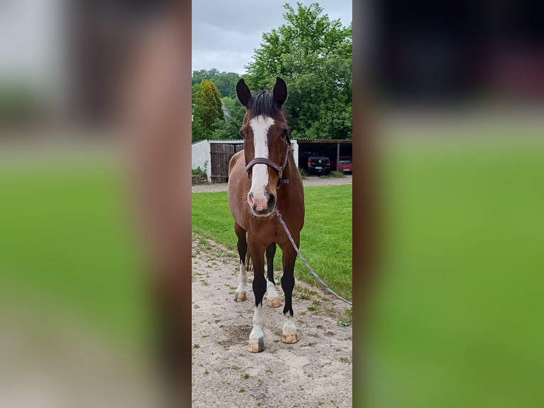 Holstein Gelding 22 years 17 hh Brown in Detmold