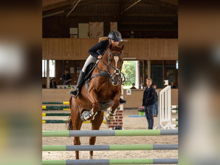 Holstein Gelding 23 years 16 hh Chestnut-Red in Schlitz