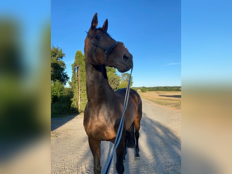 Holstein Gelding 23 years 17 hh Bay-Dark in Altenholz