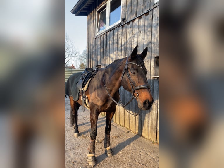 Holstein Gelding 23 years 17 hh Bay-Dark in Altenholz