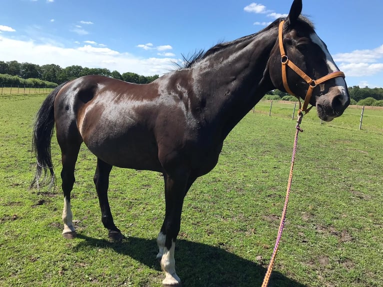 Holstein Gelding 23 years 17 hh Bay-Dark in Emkendorf