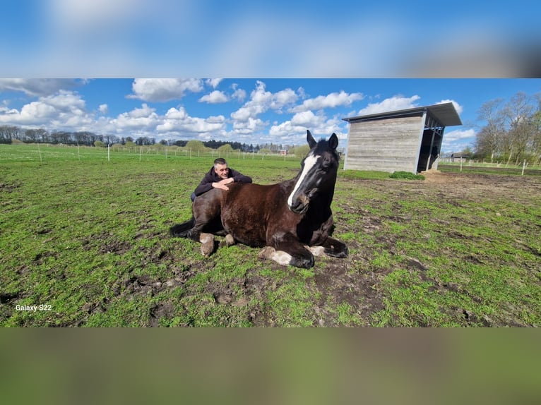 Holstein Gelding 23 years 17 hh Bay-Dark in Emkendorf