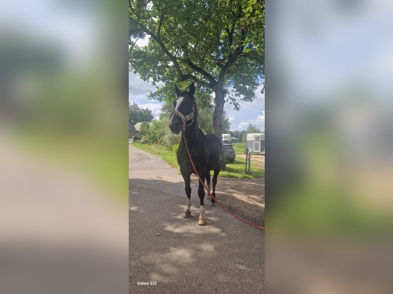 Holstein Gelding 23 years 17 hh Bay-Dark in Emkendorf