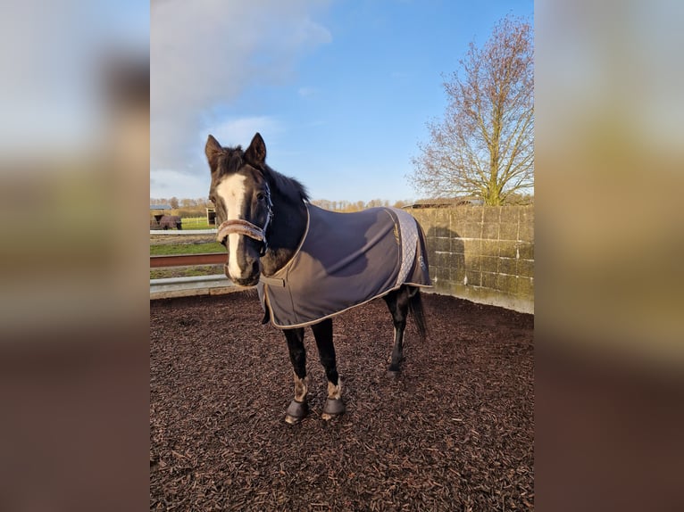 Holstein Gelding 23 years 17 hh Bay-Dark in Emkendorf