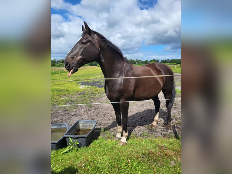Holstein Gelding 23 years 17 hh Bay-Dark in Emkendorf