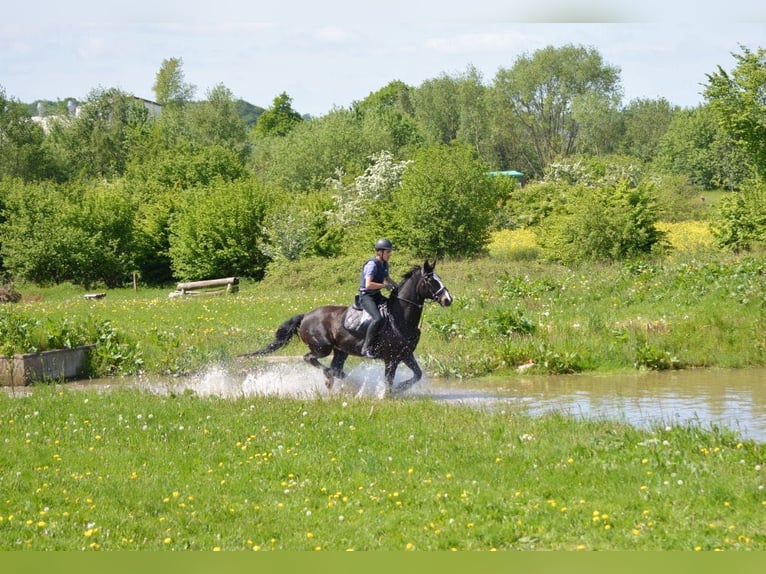 Holstein Gelding 23 years 17 hh Bay-Dark in Emkendorf