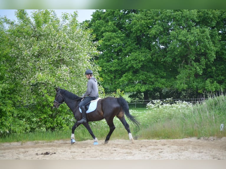 Holstein Gelding 23 years 17 hh Bay-Dark in Emkendorf