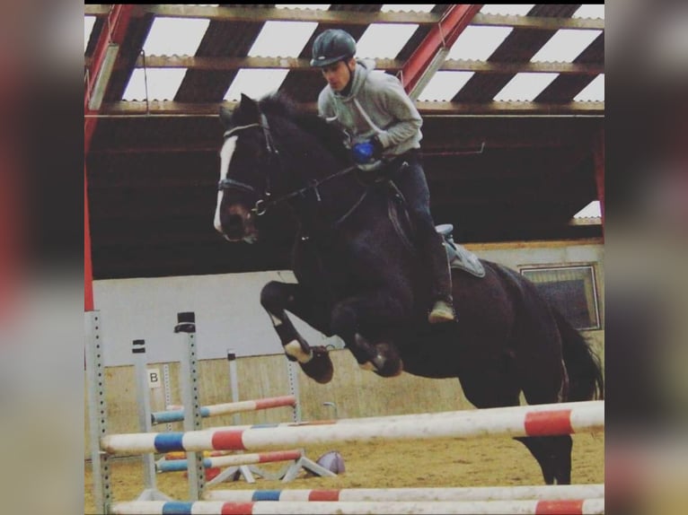 Holstein Gelding 23 years 17 hh Bay-Dark in Emkendorf
