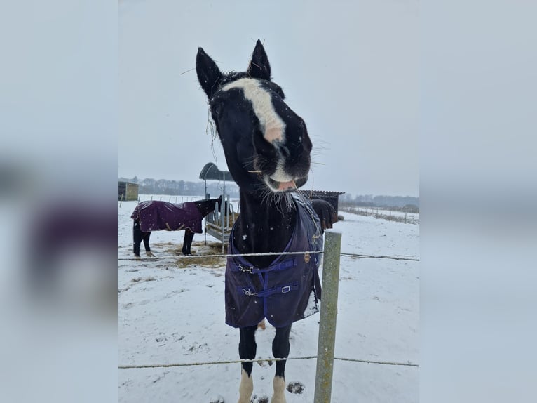 Holstein Gelding 23 years 17 hh Bay-Dark in Emkendorf