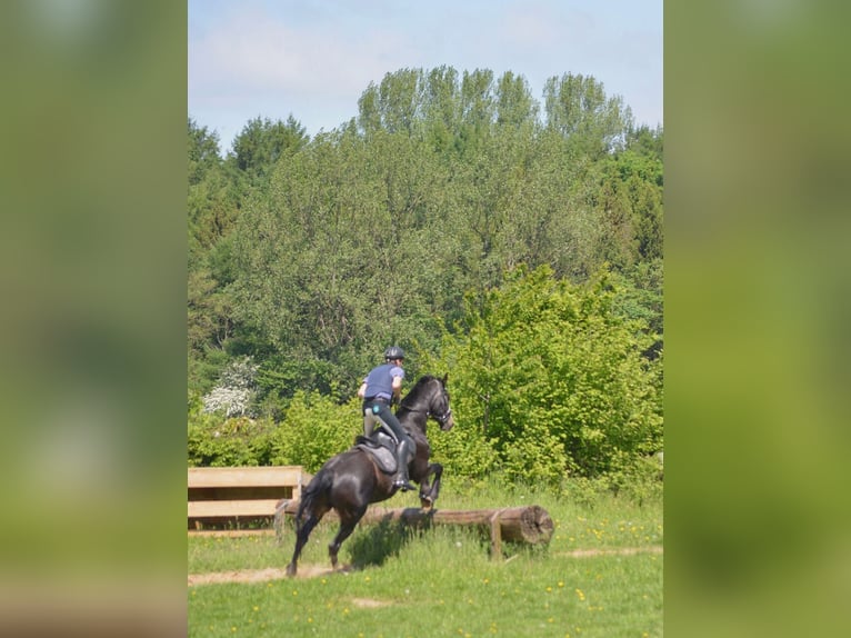 Holstein Gelding 23 years 17 hh Bay-Dark in Emkendorf