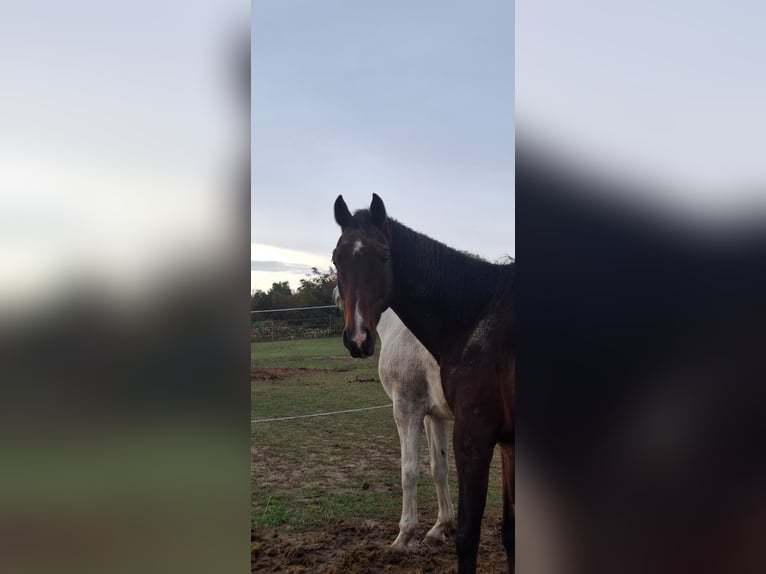 Holstein Gelding 24 years 15.3 hh Bay-Dark in Zemunik Donji